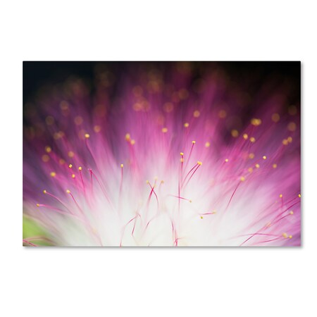 Trademark Fine Art Art Lionse 'Elfin' Canvas Art, 16x24 1X02487-C1624GG
